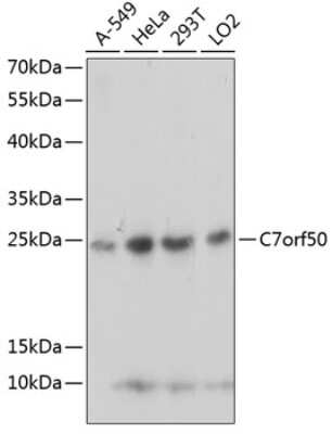 Western Blot: C7orf50 Antibody [NBP2-92744] - Western blot analysis of extracts of various cell lines, using C7orf50 antibody (NBP2-92744) at 1:1000 dilution. Secondary antibody: HRP Goat Anti-Rabbit IgG (H+L) at 1:10000 dilution. Lysates/proteins: 25ug per lane. Blocking buffer: 3% nonfat dry milk in TBST. Detection: ECL Basic Kit. Exposure time: 5s.